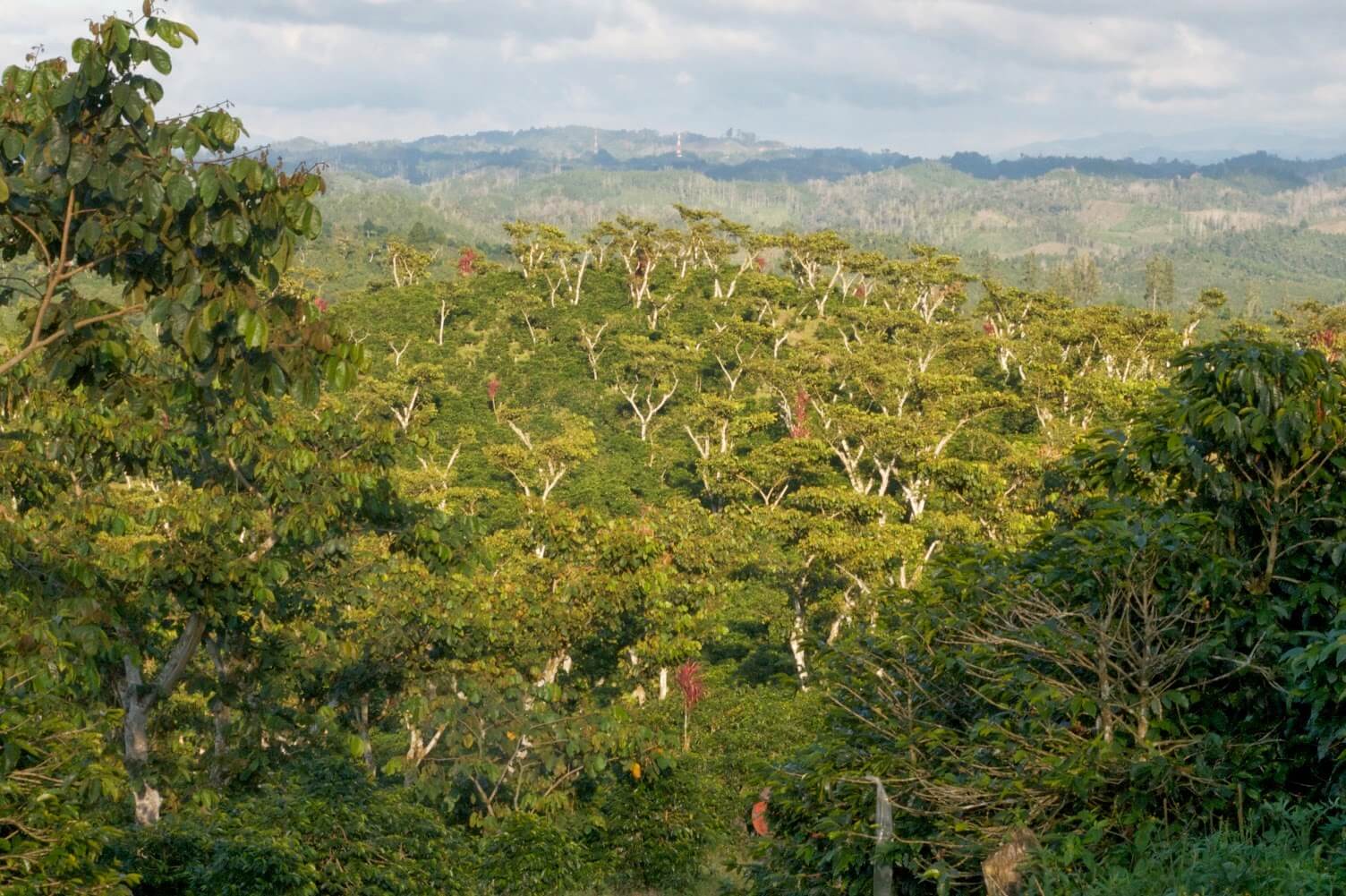 Guatemala Kaffee Farm für besten Spitzenkaffee