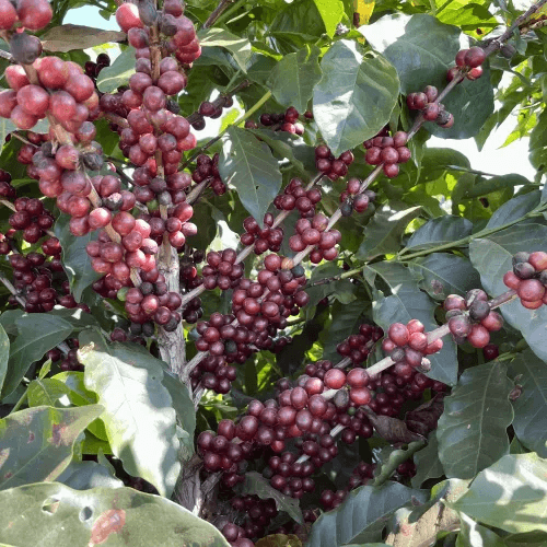 Brasilien, großer Kaffeestrauch, reife Früchte, ganze Bohnen