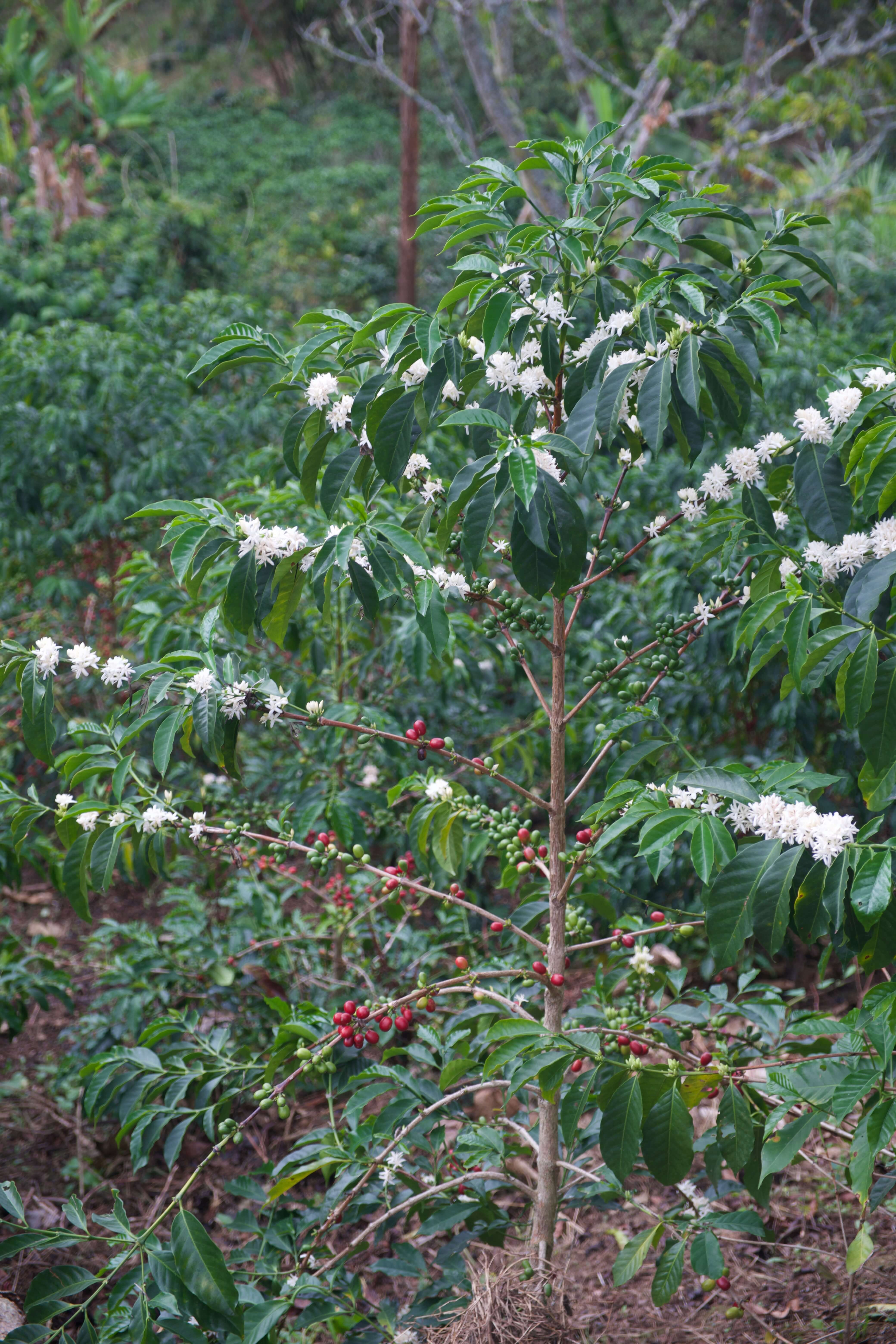 Kolumbien Kaffeestrauch Handernte