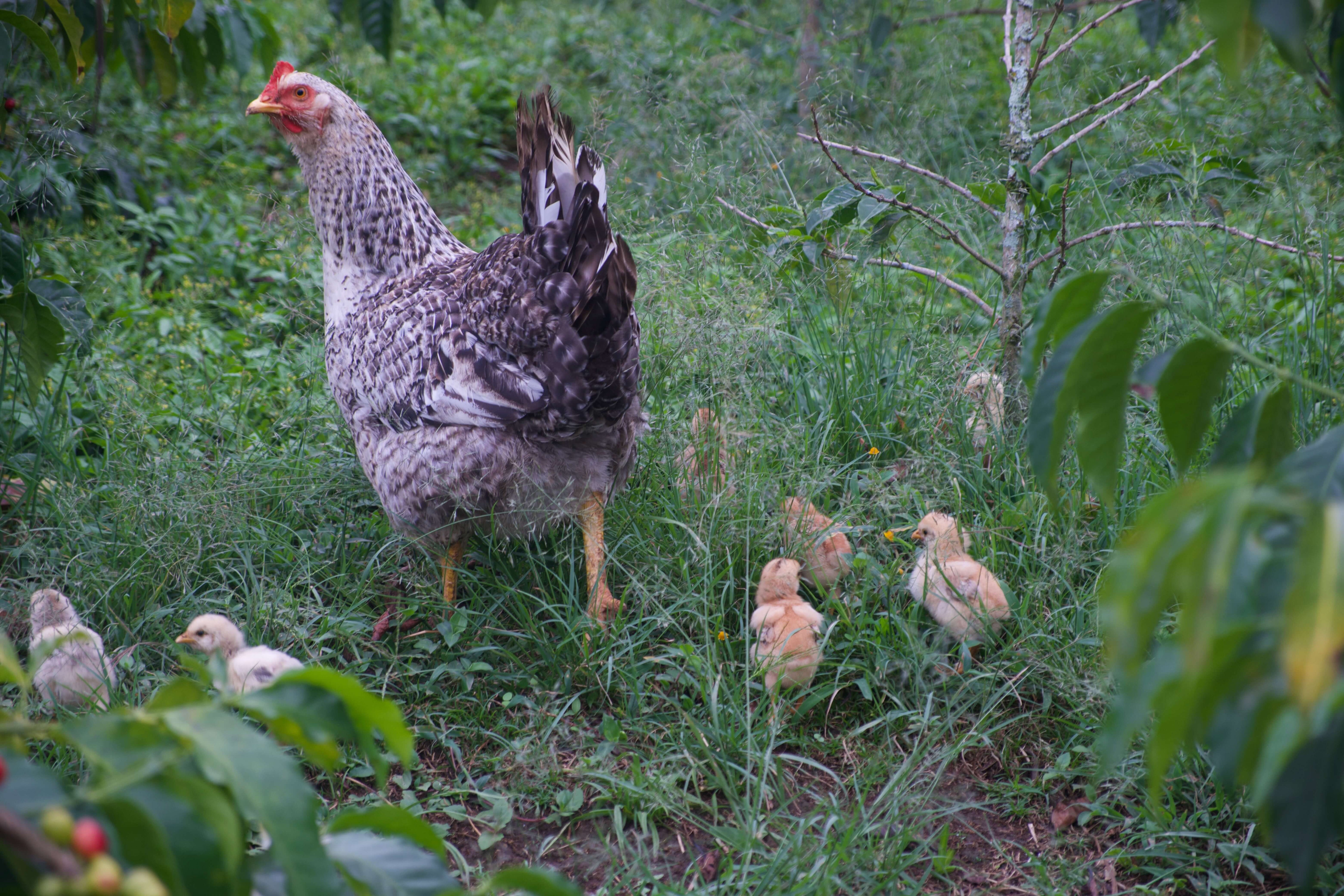 Kolumbien Kaffeeplantage Einklang mit Natur