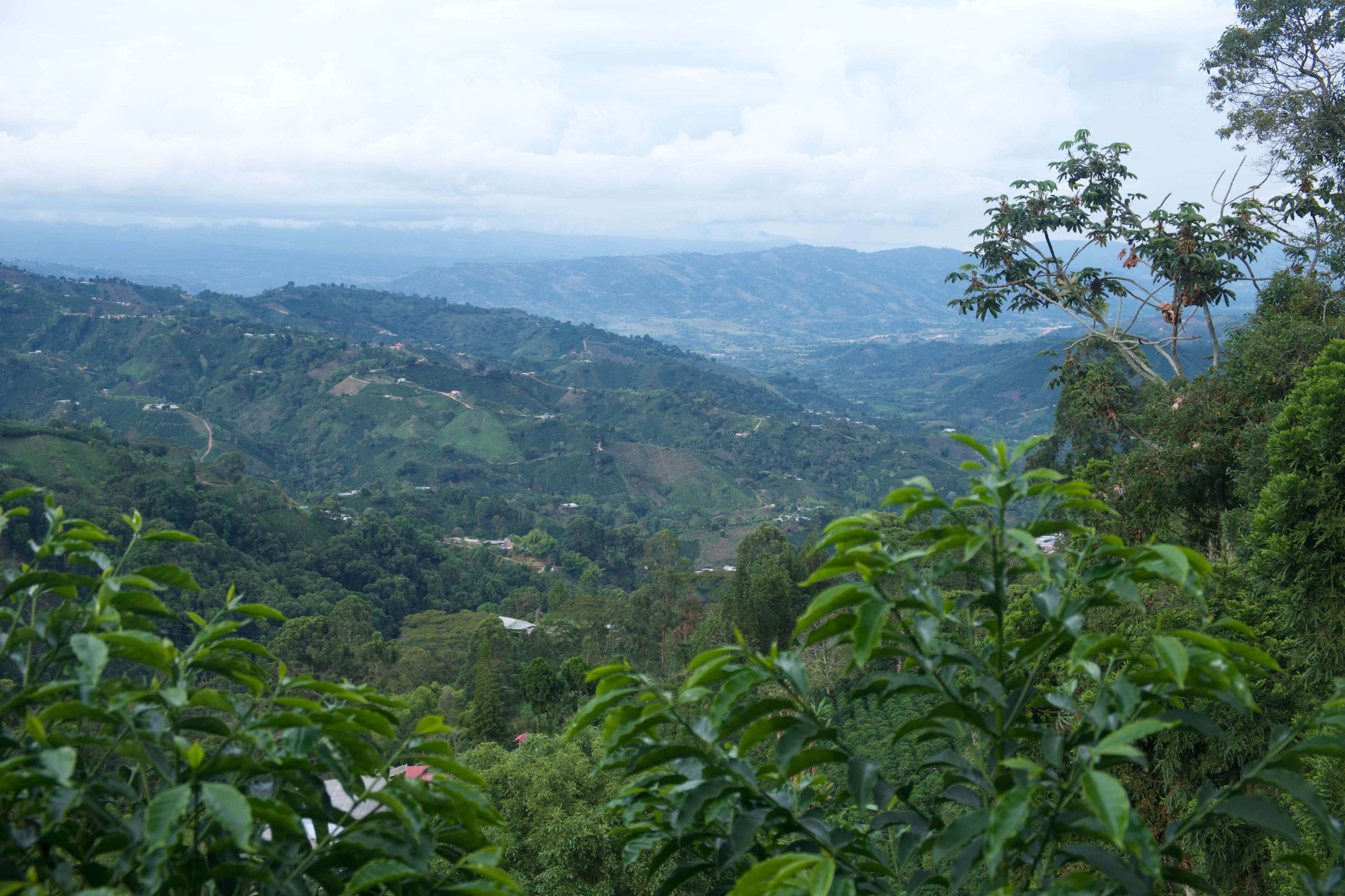 Kolumbien Kaffeeplantage Las Flores Carambolo