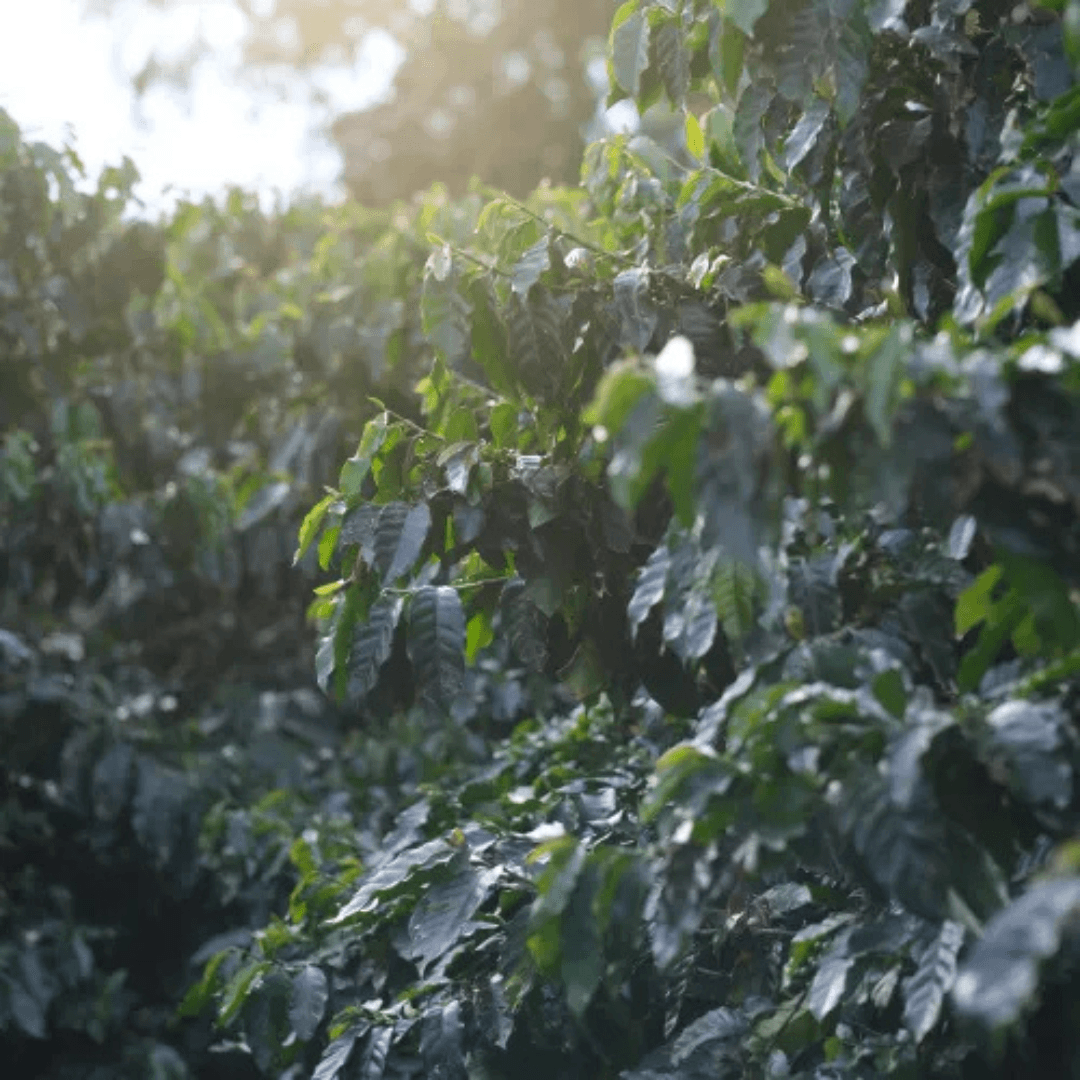 Rebengold, exklusiver Microlot aus Costa Rica, Kaffeepflanzen auf Kaffeefarm von Kleinbauern, ganze Bohnen