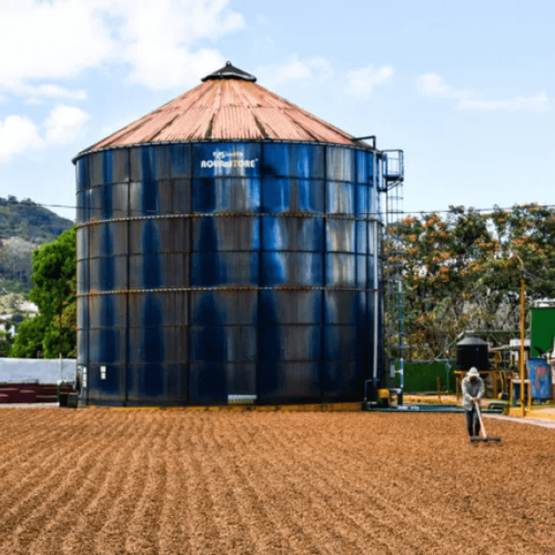 Rebengold, exklusiver Microlot aus Costa Rica, Kaffeefarm, Kleinbauern, ganze Bohnen
