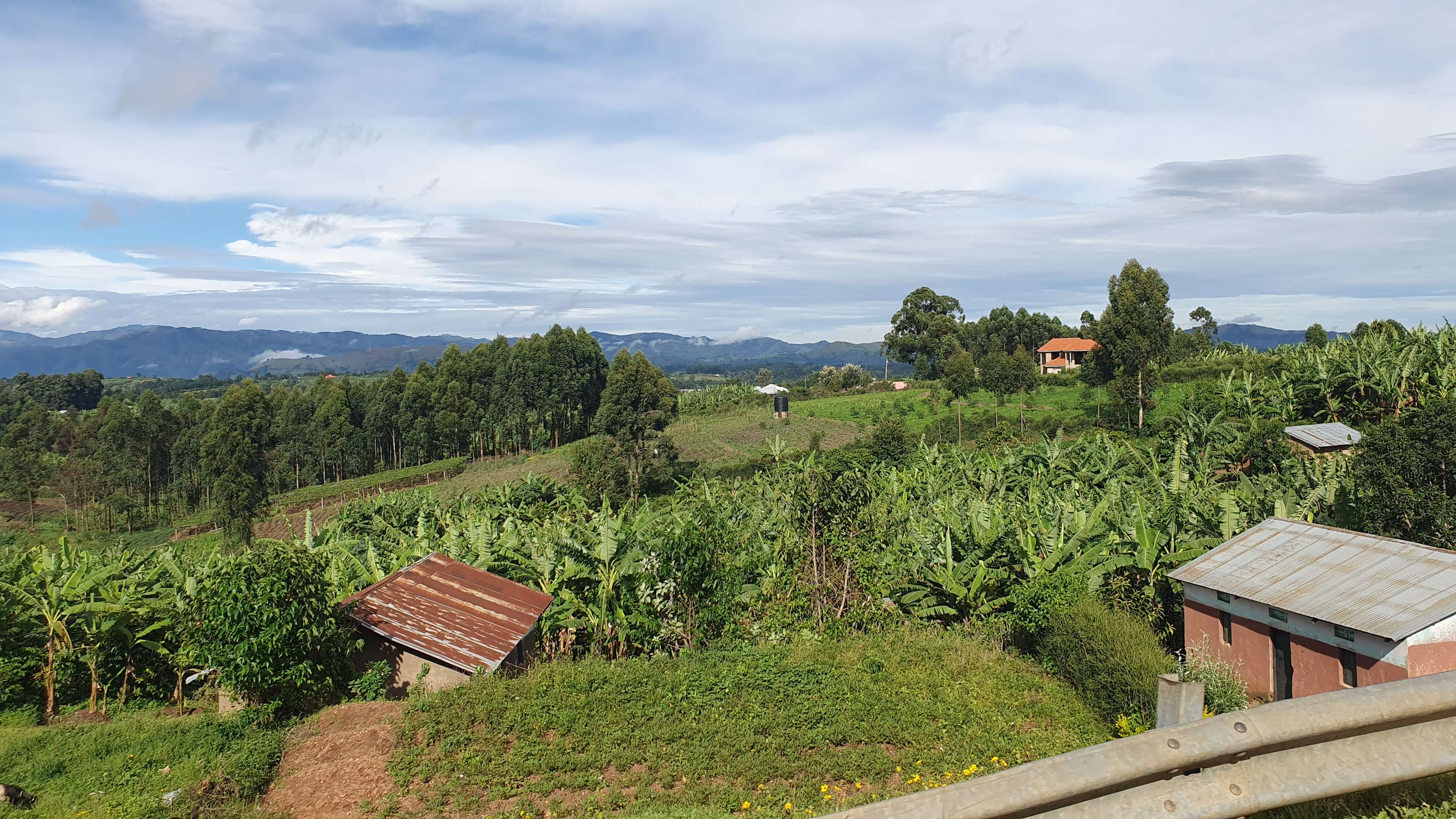 Uganda Robusta Kaffeefarm