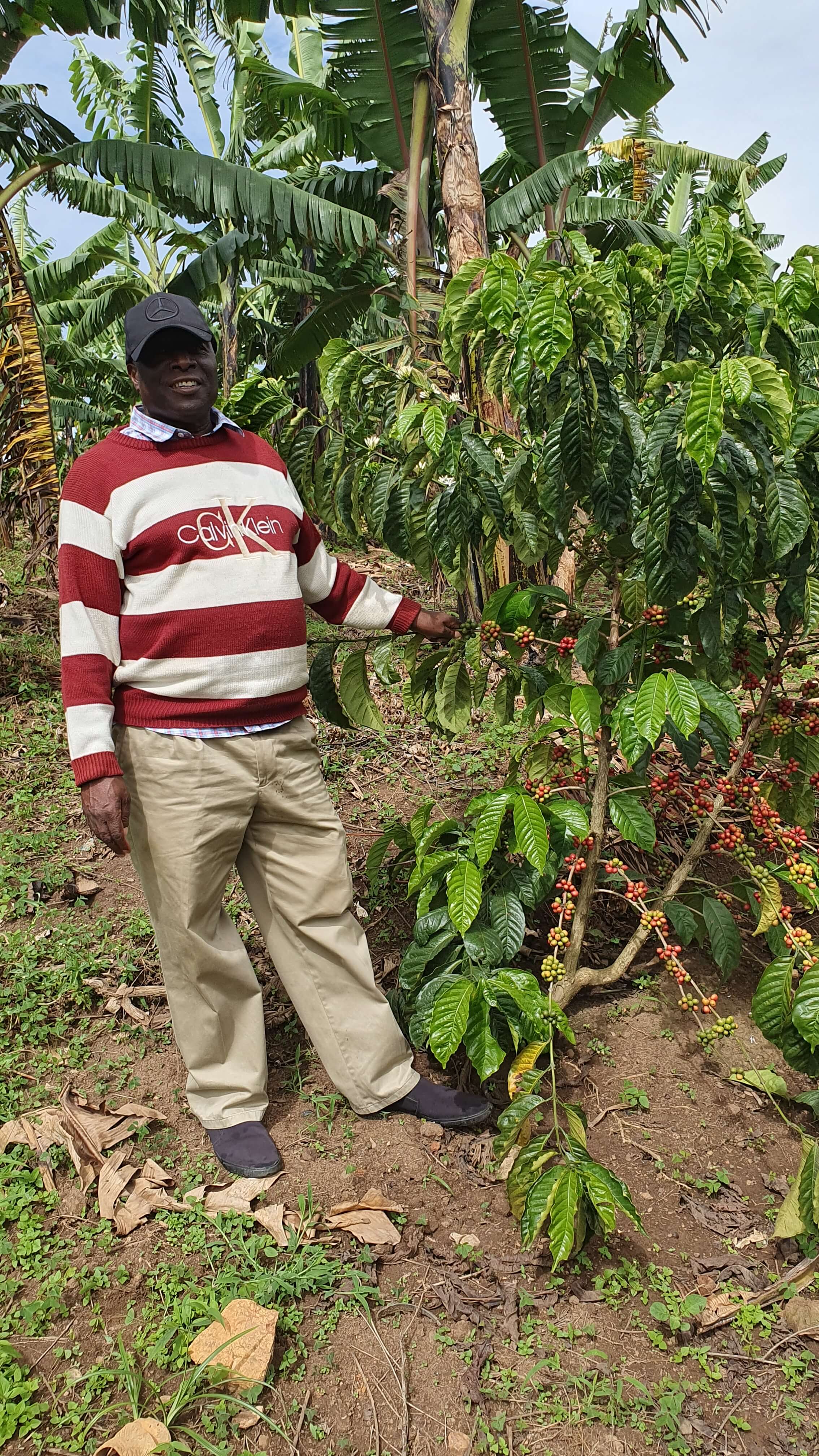 Uganda Robusta Kaffeefarmer mit Kaffeeplanze