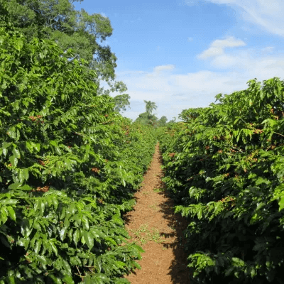 Kaffeeplantage Brasilien 