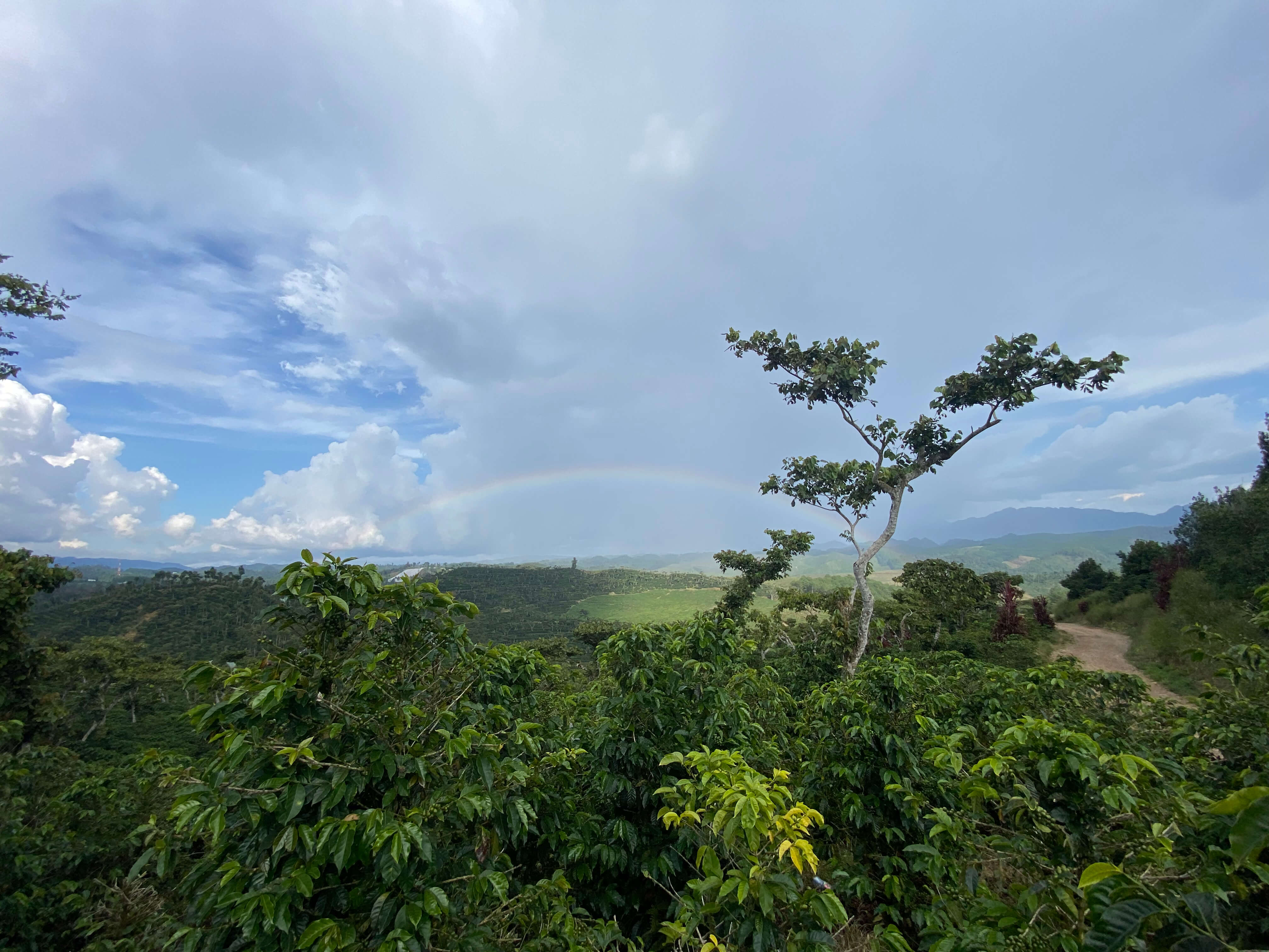 Guatemala Kaffee Farm für beste Kaffeebohnen