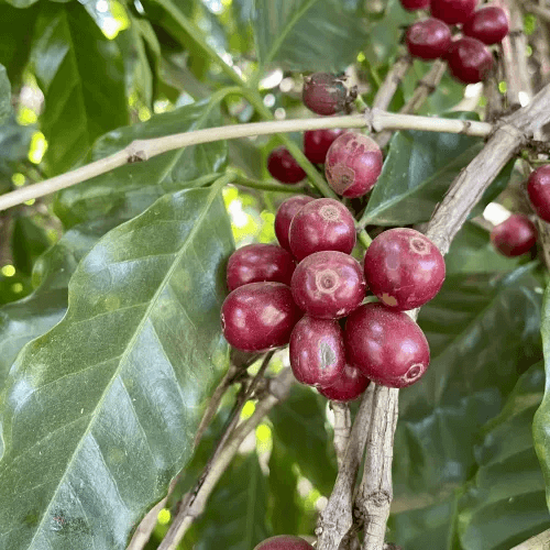 Brasilien, Kaffeestrauch, reife Früchte, ganze Bohnen