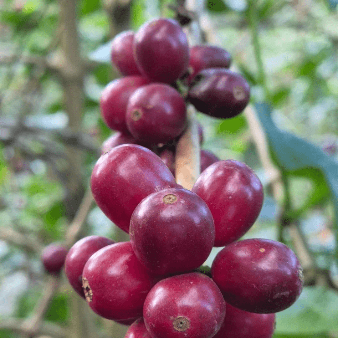 Rebengold, exklusiver Microlot aus Costa Rica, Kaffeekirschen, ganze Bohnen