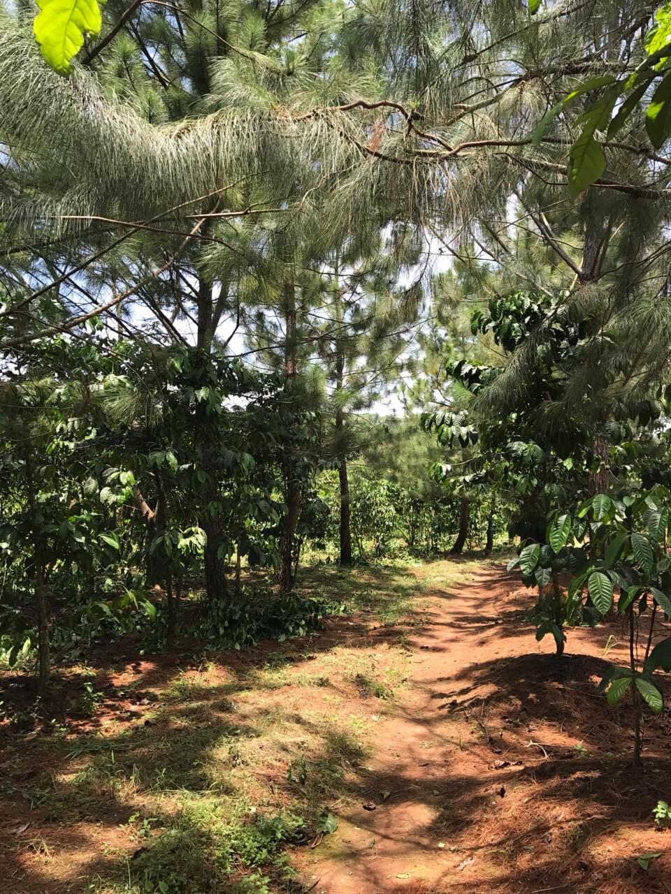 Kaffeefarm, Kaffeepflanze, Robusta