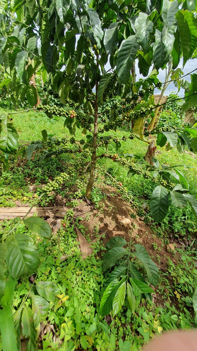 Uganda Robusta, Kaffeepflanze