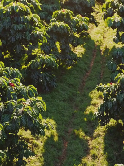 Ernte bester Kaffee Bohnen