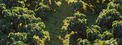 Ernte bester Kaffee Bohnen